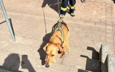 Freiwillige Feuerwehr Hobbach Facheinheit Rettungshundestaffel